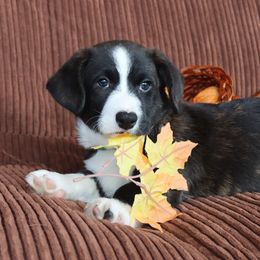 Cardigan Welsh Corgi Puppies from Rowe Family