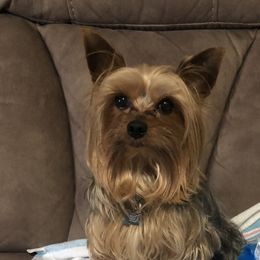Yorkshire Terriers from Mary Yorkies in Ga