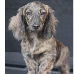Ivy - Dachshund