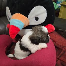 Peggy - White female Havanese puppy in East Orlando, Florida from Havanese Puppies of Central FL