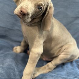 Weimaraner Puppies from Meadow Ridge Weims and Danes