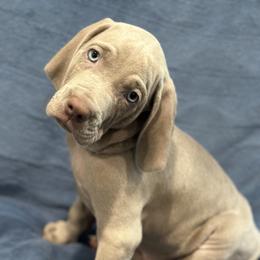 Weimaraner Puppies from Meadow Ridge Weims and Danes