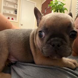 Boy 1 - Blue male French Bulldog puppy in Pennsylvania from R & C French Bulldogs