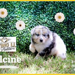 Delcine - Blue merle female Miniature Australian Shepherd puppy in Madisonville, Texas from Flying LL Aussies
