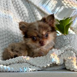 Bliss - 6550 - Merle female Chihuahua puppy in Beaumont, Texas from Down south pups