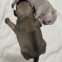 Pug Puppies from Southern Pugs