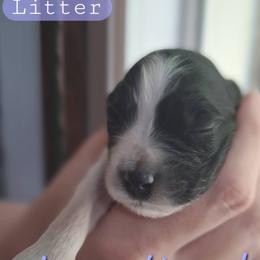 Lucy Maud - Parti female Double Doodle puppy in Rockvale, Tennessee from Kingwood Doodles
