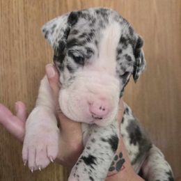 Great Dane puppies from Red Cloud Australian Shepherds and DeGray Great Danes & Bulldogs