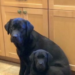Labrador Retrievers from Jump N Jive Labradors
