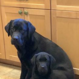 Labrador Retrievers from Jump N Jive Labradors