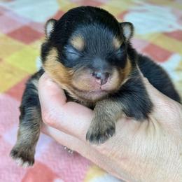 Wilma - Black and tan female Pomeranian puppy in Willis, Texas from Treasured Jewels Pomeranians