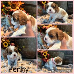 Blenheim pink collar - Blenheim female Cavalier King Charles Spaniel puppy in Greenleaf, Wisconsin from Ledgetop Family Cavaliers