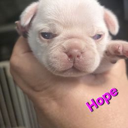 Hope - Cream female Pug puppy in Boiling Springs, South Carolina from Monsterpugs