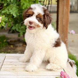 Boy 3 - male Bernedoodle puppy in Mapleton, Utah from Natural Doodle Life