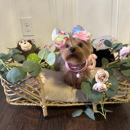 Yorkshire Terrier Puppies from Yorkshire Terriers