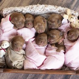 Brittany and Cavalier King Charles Spaniel Puppies from Katy Cavaliers & Barefoot Days Brittanys