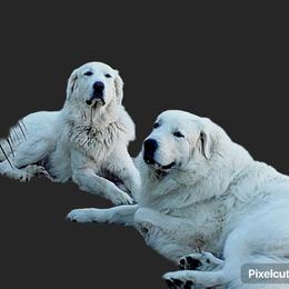 Great Pyrenees puppies from Rusty Horse Ranch Great Pyrenees