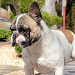 Max - French Bulldog