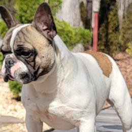 Max - French Bulldog