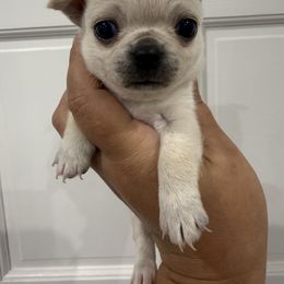 Viserys - Cream male Chihuahua puppy in Fort Myers, Florida from Gulfshore Chihuahuas