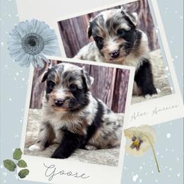 Goose - Blue male Companion Cross puppy in Artois, California from Aloe Aussies