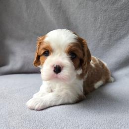 Blenheim Male - Blenheim male Cavalier King Charles Spaniel puppy in Spencer, Tennessee from Graceful Acres