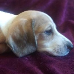 Dachshund Puppies from Cuddlehound Kennels
