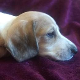 Dachshund Puppies from Cuddlehound Kennels