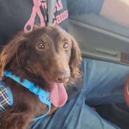 Beau - Dachshund