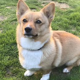 Zoe - Pembroke Welsh Corgi