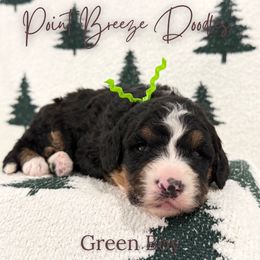 Green Boy - Tri-color male Bernedoodle puppy in Rochester, New York from Point Breeze Doodles, LLC