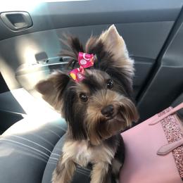 Yorkshire Terrier Puppies from Jackie Jenny’s Precious Yorkies