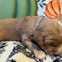 Pumpkin -light blue - Cream and white male Aussiedoodle puppy in Grand Haven, Michigan from Happy Hippy Doodles
