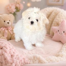 Boy 4 - White male Maltese puppy in Charlotte, North Carolina from Toy Poodle and Maltese Perfection
