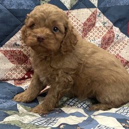 Julie - Red female Cockapoo puppy in Winnsboro, Texas from Happy Hollow Ranch