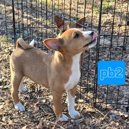 P boy 2 - Red and white male Basenji puppy in Caldwell, Texas from Candyce Witte