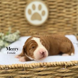 Merry - Red female Bernedoodle puppy in Murrieta, California from Brookside Bernedoodles