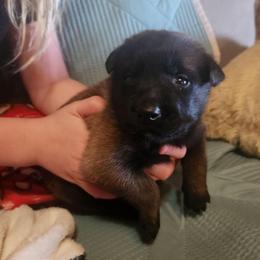 Schmackle Brack - Red sable male Belgian Malinois puppy in Elizabethton, Tennessee from Forever Family K9