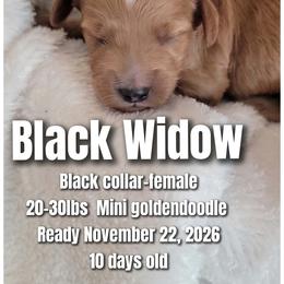 Black Widow- Black collar - Red  female Goldendoodle puppy in Fort Worth, Texas from Stacy Warwick