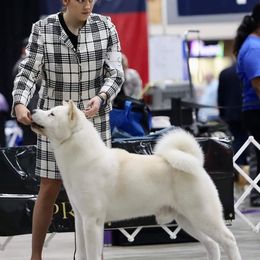 Akita and Whippets from Pecan Grove Akitas & Whippets
