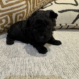 Stella - Blue female Poodle puppy in Queen Creek, Arizona from Prestigious Toy Poodles