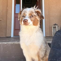 Miniature Australian Shepherd Puppies from Mid-Plains Mini Aussies