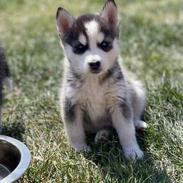 Chinese Crested and Pomsky Puppies from Willow Creek Cresteds