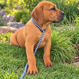 Slinky - Brown male Boerboel puppy in Laramie, Wyoming from Standing Stone Boerboels