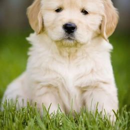 Golden Retriever and Labrador Retriever Puppies from Glenn Farm Retrievers