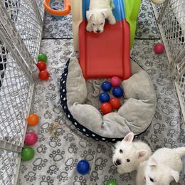 West Highland White Terrier Puppies from Highland Skye