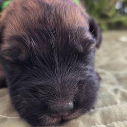 Oak - Fawn male Bouvier des Flandres puppy in Drury, Missouri from Black Bears Critters