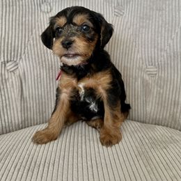Coco - Black and gold female Yorkipoo puppy in New Britain, Connecticut from Goldendoodles Yorkiepoo Stars CT