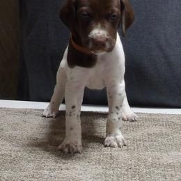 Whiteout - White and liver male German Shorthaired Pointer puppy in Osceola, Missouri from Bird Dog Ranch