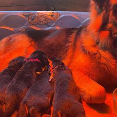 German Shepherds from Flood Farm German Shepherds